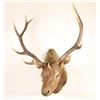 Image 1 : Shoulder Elk Mount