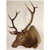 Image 2 : Shoulder Elk Mount