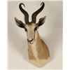 Image 1 : African Spring Buck Shoulder Mount