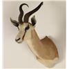 Image 2 : African Spring Buck Shoulder Mount