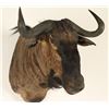 Image 1 : Black Wildebeest Shoulder Mount
