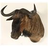 Image 2 : Black Wildebeest Shoulder Mount