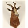 Image 1 : African Blesbok Shoulder Mount