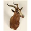Image 2 : African Blesbok Shoulder Mount