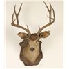 Image 1 : Antique Deer Shoulder Mount