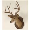 Image 2 : Antique Deer Shoulder Mount