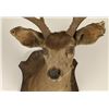 Image 3 : Antique Deer Shoulder Mount