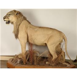 Full Mount African Female Lion