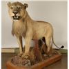 Image 2 : Full Mount African Female Lion