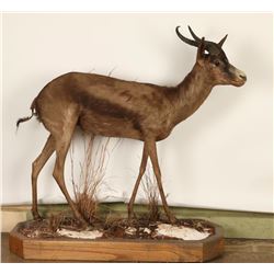 Full Mount Spring Buck