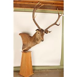 Red Stag Shoulder Mount on Pedestal