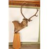 Image 1 : Red Stag Shoulder Mount on Pedestal