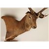 Image 2 : Red Stag Shoulder Mount on Pedestal