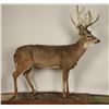 Image 1 : Full Mount Buck in the Velvet