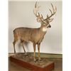 Image 2 : Full Mount Buck in the Velvet