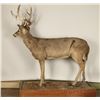 Image 3 : Full Mount Buck in the Velvet
