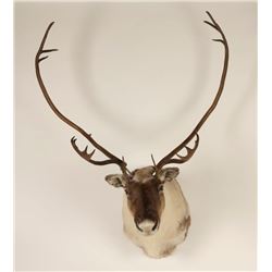 Caribou Shoulder Mount