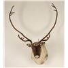 Image 1 : Caribou Shoulder Mount