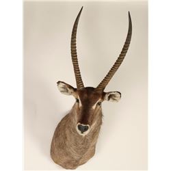 Waterbuck Shoulder Mount