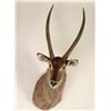 Image 1 : Waterbuck Shoulder Mount