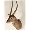 Image 2 : Waterbuck Shoulder Mount