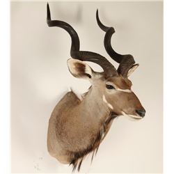 African Kudu Shoulder Mount