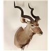 Image 1 : African Kudu Shoulder Mount