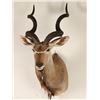 Image 2 : African Kudu Shoulder Mount