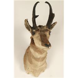 Antelope Shoulder Mount