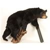 Image 1 : Full Mount Black Bear