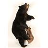 Image 2 : Full Mount Black Bear