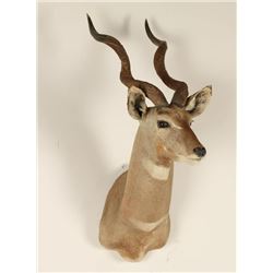 African Kudu Shoulder Mount