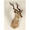 Image 1 : African Kudu Shoulder Mount