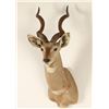 Image 2 : African Kudu Shoulder Mount