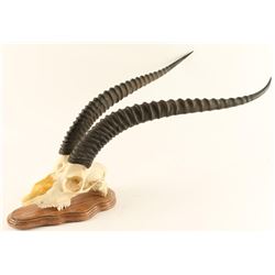 Roan Skull & Horns mounted on Board