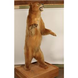 Full Standing Bear Mount