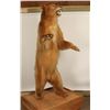 Image 1 : Full Standing Bear Mount