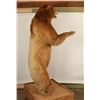 Image 2 : Full Standing Bear Mount