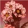 Image 2 : Prickly Pear by Trenton, Lee