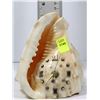 Image 1 : CONCH SHELL CLOCK