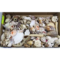 LARGE COLLECTION OF ASSORTED SEASHELLS