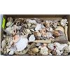 Image 1 : LARGE COLLECTION OF ASSORTED SEASHELLS