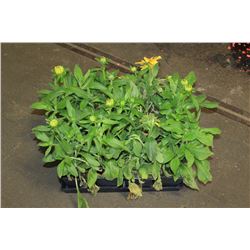 SIX ASSORTED 6" POTTED ANNUAL PLANTS AS THEY COME