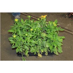 SIX ASSORTED 6" POTTED ANNUAL PLANTS AS THEY COME