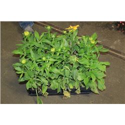 SIX ASSORTED 6" POTTED ANNUAL PLANTS AS THEY COME