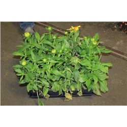 SIX ASSORTED 6" POTTED ANNUAL PLANTS AS THEY COME