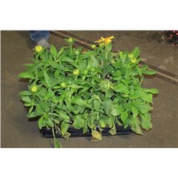 SIX ASSORTED 6" POTTED ANNUAL PLANTS AS THEY COME