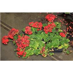 SIX ASSORTED 6" POTTED ANNUAL PLANTS AS THEY COME