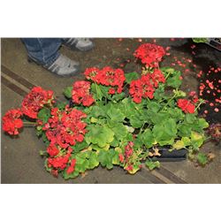 SIX ASSORTED 6" POTTED ANNUAL PLANTS AS THEY COME