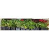 Image 2 : SIX ASSORTED 6" POTTED ANNUAL PLANTS AS THEY COME